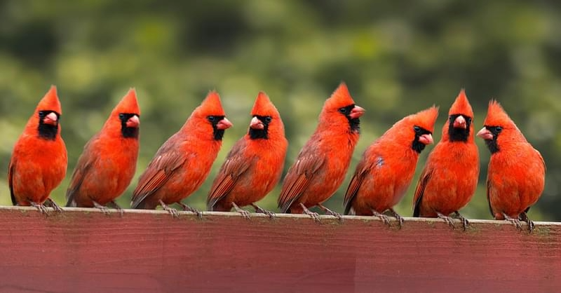Cardinal birds
